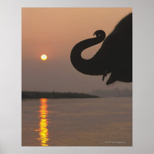 Poster Elephant, Parc national de Chitwan, Népal