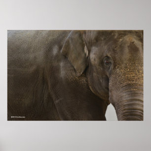 Poster Eléphant proche