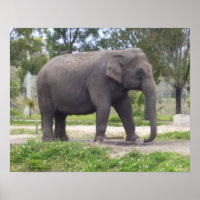 Éléphant sur un chemin forestier calme