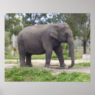 Poster Éléphant sur un chemin forestier calme