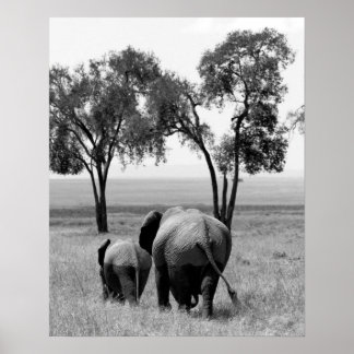 Poster Eléphants africains dans le Masaï Mara, Kenya