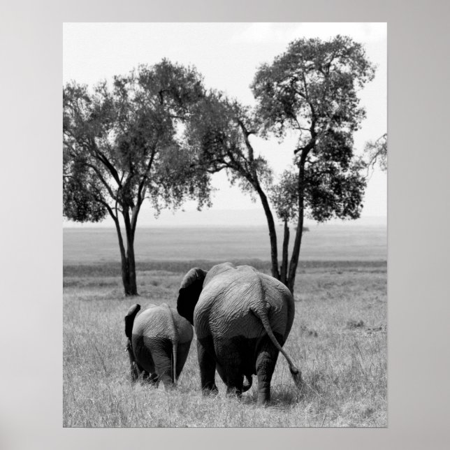 Poster Eléphants africains dans le Masaï Mara, Kenya (Devant)