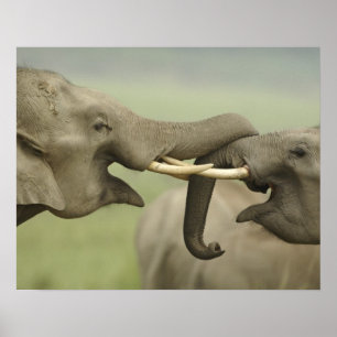 Poster Éléphants asiatiques indiens jouent à se battre