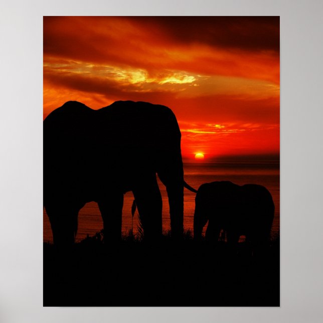 Poster Eléphants au coucher du soleil (Devant)
