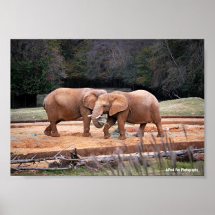 Poster Éléphants d'Afrique