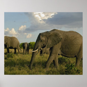 Poster Éléphants d'Afrique en train de paître, Loxodonta 
