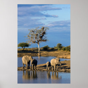 Poster Éléphants de brousse d'Afrique (Loxodonta Africana