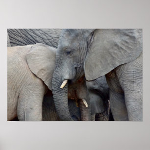 Poster Éléphants de mère et de fille