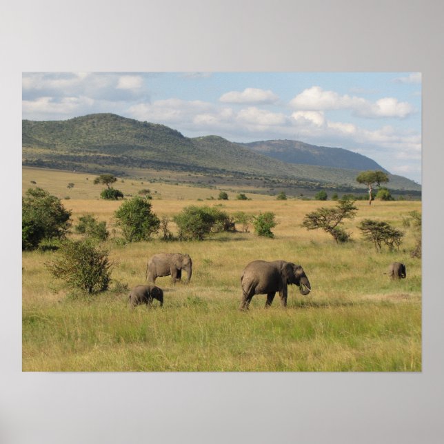 Poster Éléphants du KENYA errant (Devant)