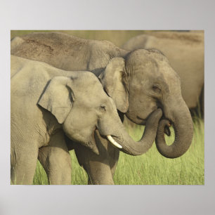 Poster Eléphants indiens / asiatiques partageant