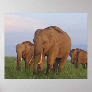 Poster Éléphants indiens dans la prairie