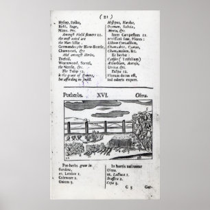 Poster Élevage plante de 'Orbis sensualism pictus'