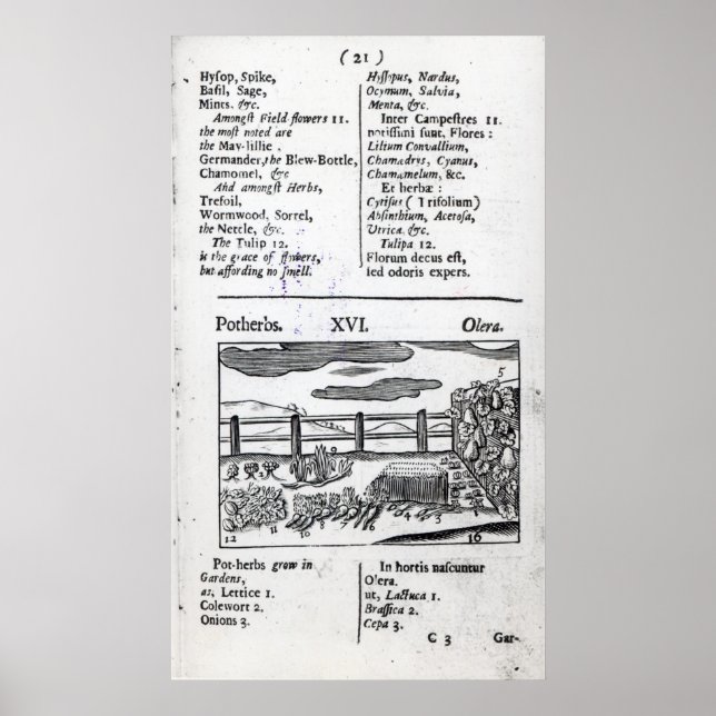 Poster Élevage plante de 'Orbis sensualism pictus' (Devant)