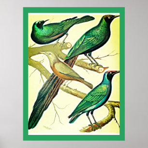 Poster Éleveurs vintages et mynas