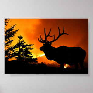 Poster Elk