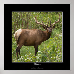 Poster Elk canadien (Wapiti) dans le parc national Jasper