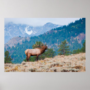 Poster Elk (Cervus Elephus) Bulle