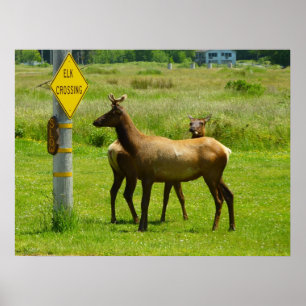 Poster Elk Crossing California Wildlife Photography