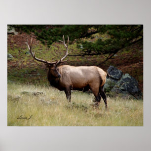 Poster Elk dans le désert