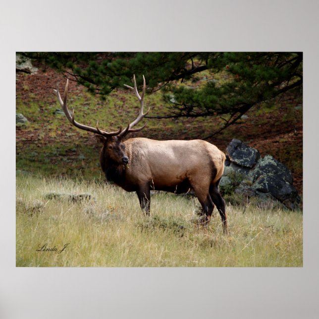 Poster Elk dans le désert (Devant)