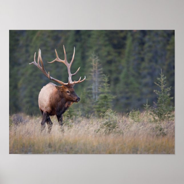 Poster Elk de montagne Rocky (Devant)