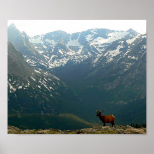 Poster Elk de montagne Rocky
