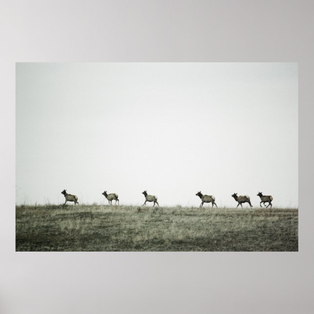 Poster Elk P2799 Imprimer (Devant)