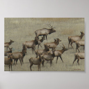 Poster Elk taureau E37 avec vaches