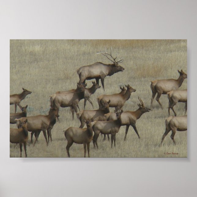 Poster Elk taureau E37 avec vaches (Devant)