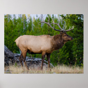 Poster Elk   Yellowstone National Park, Wyoming