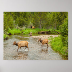 Poster Elks traversant le fleuve Colorado