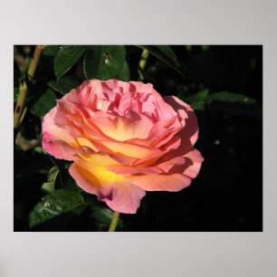 Poster Elle Hybrid Tea Rose 152