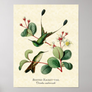 Poster Embarcadère en raquette Boîchet Hummingbirds