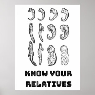 Poster Embryogenèse de l'évolution