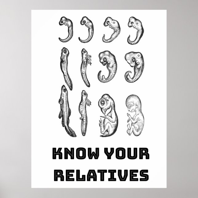 Poster Embryogenèse de l'évolution (Devant)