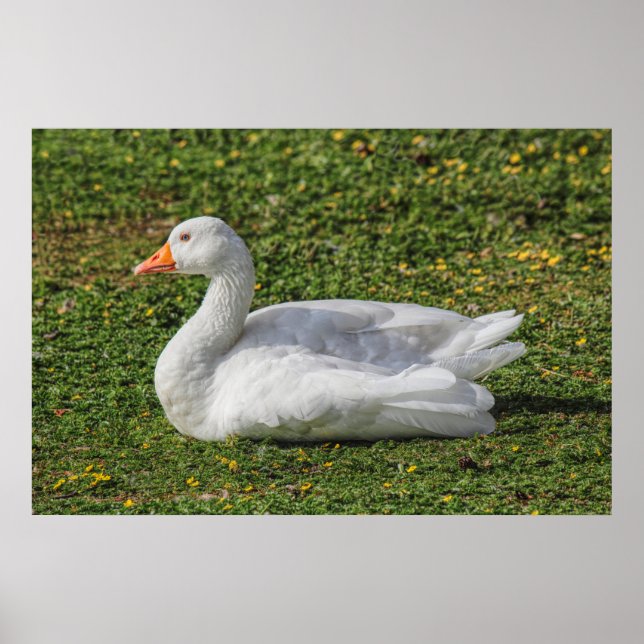 Poster Emden Goose, Roath Park Lake, Cardiff, Pays de Gal (Devant)