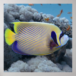 Poster Empereur Angel Fish