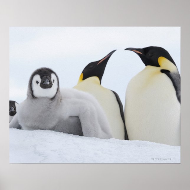 Poster Empereur Penguin (Aptenodytes forsteri) (Devant)