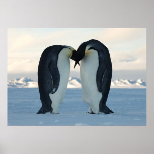 Poster Empereur Penguins embrasser
