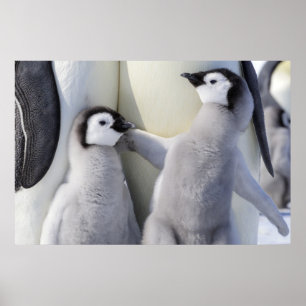 Poster Empereur Pingouin