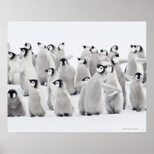 Poster Emperor penguin