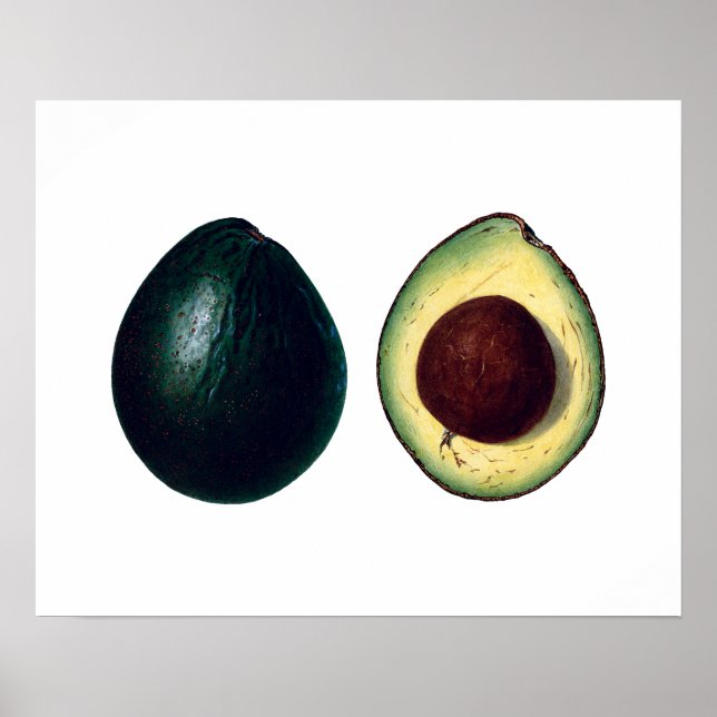 Poster Empreinte botanique AVOCADOS (Devant)