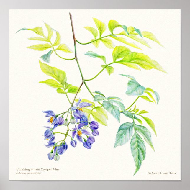 Poster Empreinte de l'affiche d'art botanique du jasminoi (Devant)