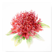 Empreinte de l'affiche en aquarelle de Waratah bot