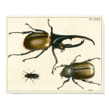 Empreinte de l'illustration des coléoptères