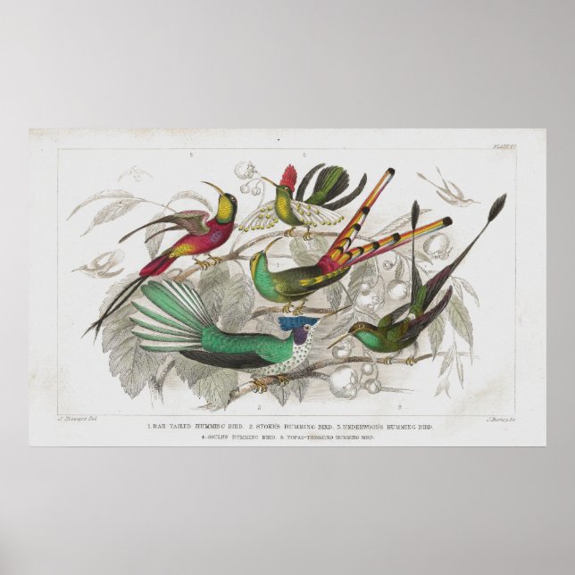 Poster Empreinte de lithographie antique de colibris (Devant)