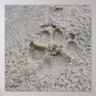 Poster Empreinte de patte dans le sable