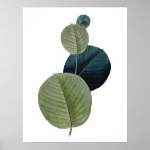 Poster Empreinte de qualité PREMIUM Botanique de feuilles
