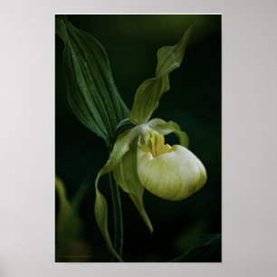 Poster Empreinte de sabot jaune