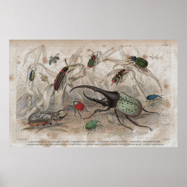Poster Empreinte Lithographique Antique de Beetle (Devant)